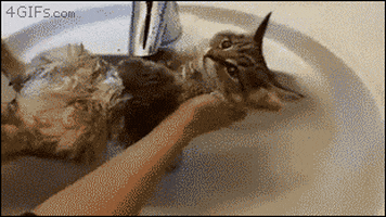 cat air GIF