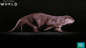 otter GIF by BBC Earth