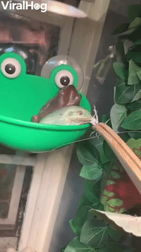 Frog Jumps Ahead at Mealtime