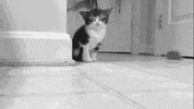 tired kitten GIF