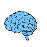 Brain Stem Sticker by Center for BrainHealth
