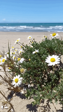 Simongip giphyupload GIF