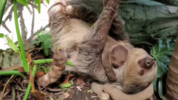 Baby Sloth Spends Summer Day Snuggling With Mom at Rhode Island Zoo
