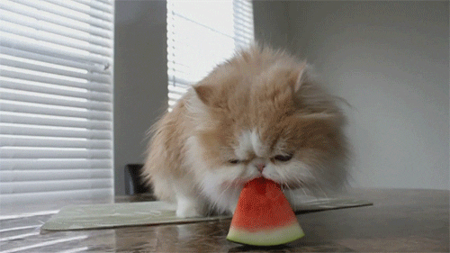 cat eating GIF