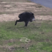 Seattle Raccoon GIF by Respective