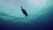 nat geo ocean GIF by National Geographic Channel