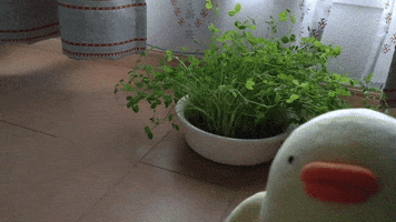 Bean seedlings grew up.γchick people Piyo θ±θγθ²γ£γγ΄γ