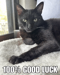 Black Cat Good Luck GIF