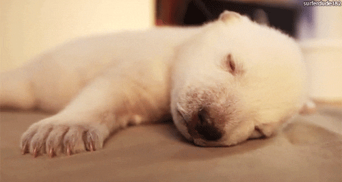 Video gif. A baby polar bear is laying on its stomach and is sleeping. It licks its tongue out a couple times but doesn't stir from its slumber.