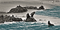 Ocean GIF by Justin
