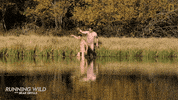 Runningwild GIF by National Geographic Channel