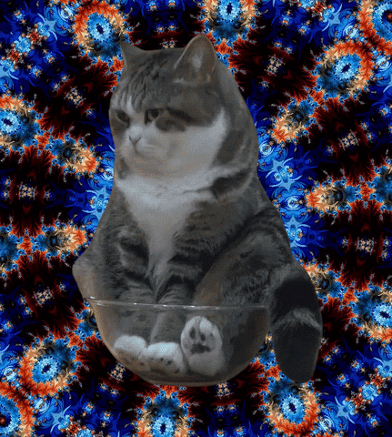 removebg giphyupload cat meme trippy GIF