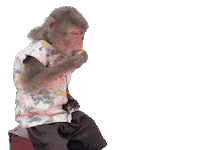 Fun Monkey Sticker