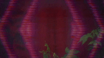 Guitar GIF by Hurray For The Riff Raff