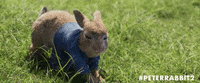 GIF by Peter Rabbit Movie