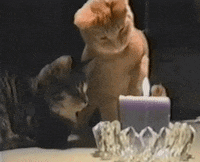 cat GIF