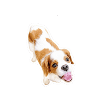 Cavalierkingcharlesspaniel Sticker