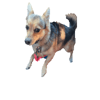 Nikethecorgiranian Sticker by robinblackburnmarketing