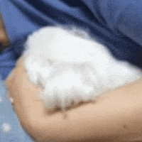 kuki3 puppy kuki 댕댕이 흥 GIF