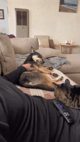 cuteanimalland giphyupload GIF