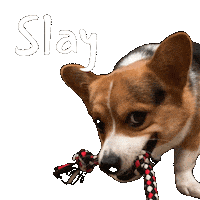 Slay Corgi Sticker