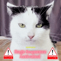Mad Cat GIF