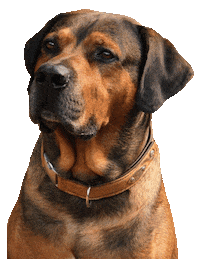 dog love Sticker by Tales&Tails