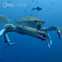 Pbs Nature Ocean GIF by Nature on PBS
