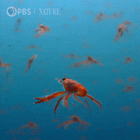 Pbs Nature Swimming GIF by Nature on PBS