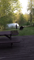 Black Bear Snacks on Bird Feeder Near Wisconsin Cabin