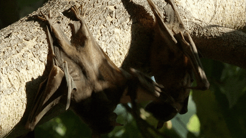 When Nature Calls Fighting GIF by ABC Network