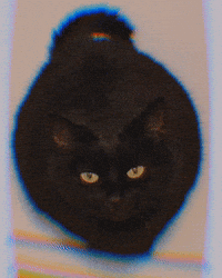 Hungry Cat GIF by sollunatic