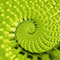 Snake Spiral GIF by Feliks Tomasz Konczakowski