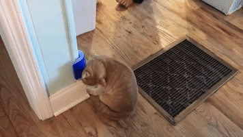 Amputee Cat Finds Perfect Way to Scratch His Itch