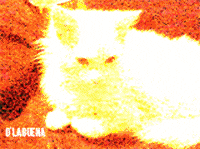 GIF by G1ft3d