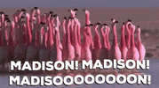 ForwardMadisonFC madison forward madison GIF