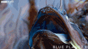 argue blue planet GIF by BBC Earth