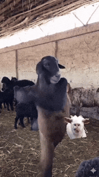 Fight Cat GIF
