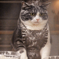Baking Tuxedo Cat GIF
