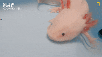 National Geographic Vet GIF by Nat Geo Wild