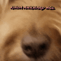 Awkward Dog GIF