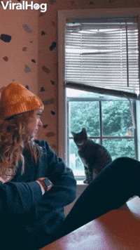 Cat Bonks Head on Window Sill