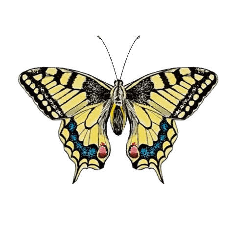 LozzaRachTattooer giphyupload butterfly swallowtail lozzarach Sticker