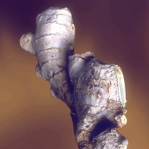 animation vfx GIF by hamasakihaus