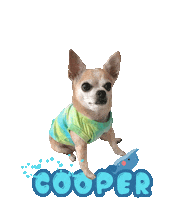 Dog Dolphin Sticker