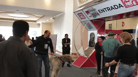 expo can GIF