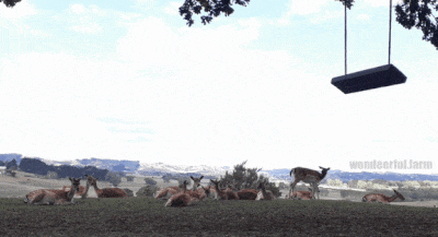 Deer Wildlife GIF by Wondeerful farm