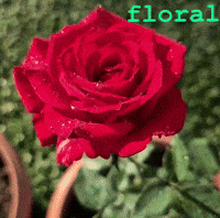 floralworlds2024 flowers rose floral red rose GIF