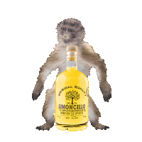 DMCLimoncello dance monkey lemon groningen Sticker