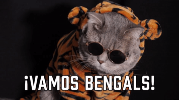¡Vamos Bengals!